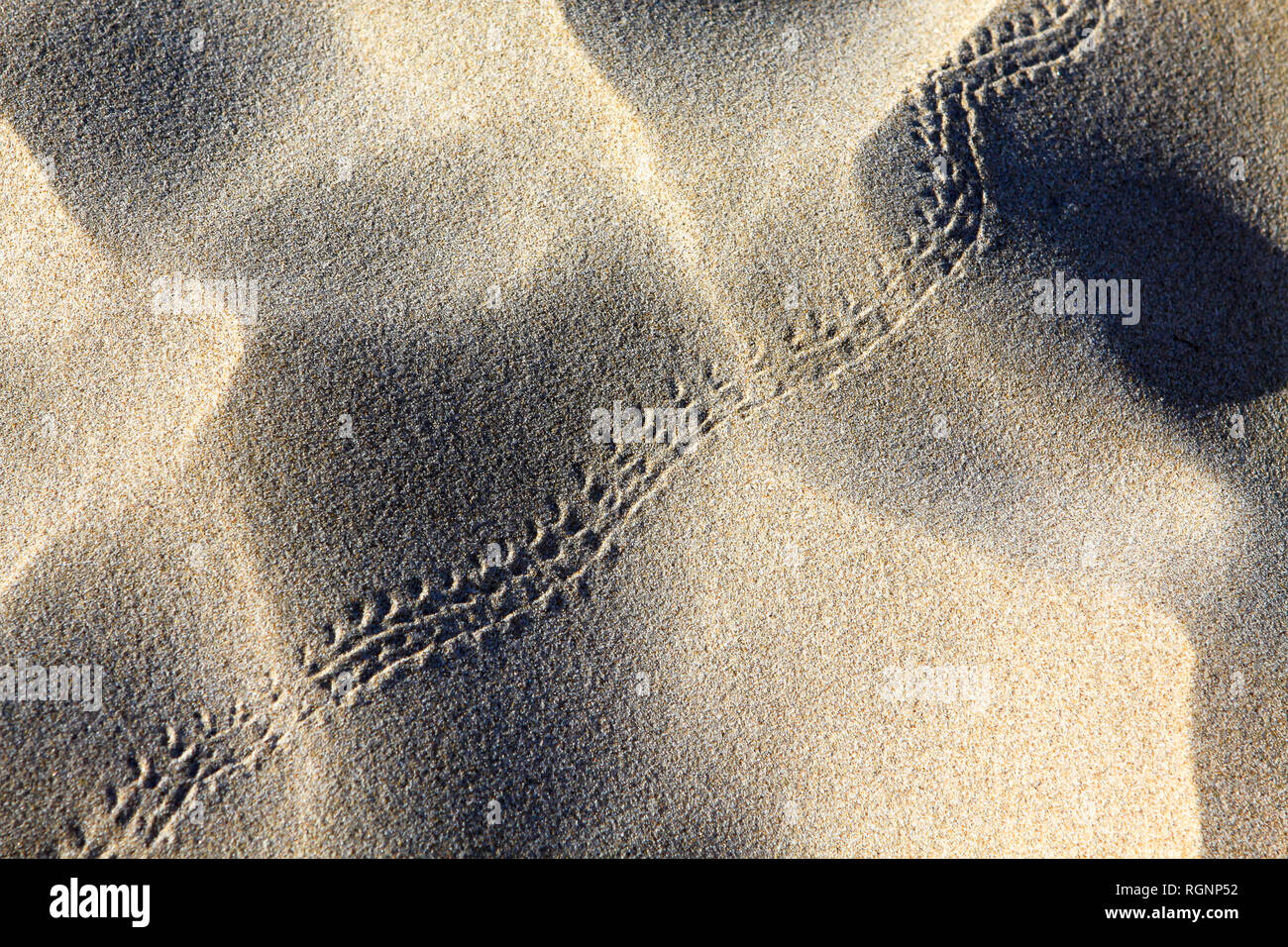 Lizard tracks in the sand on a Spanish beach Stock Photo Alamy