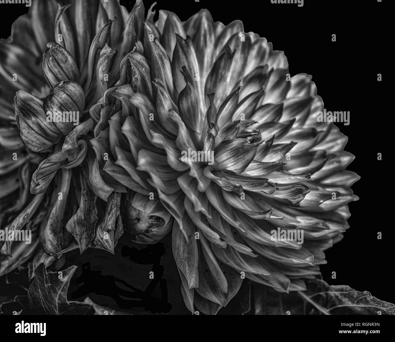 Monochrome fine art macro fantastic realism portrait of an isolated single flowering dahlia blossom on black background,surreal fantasy,brain, alien Stock Photo