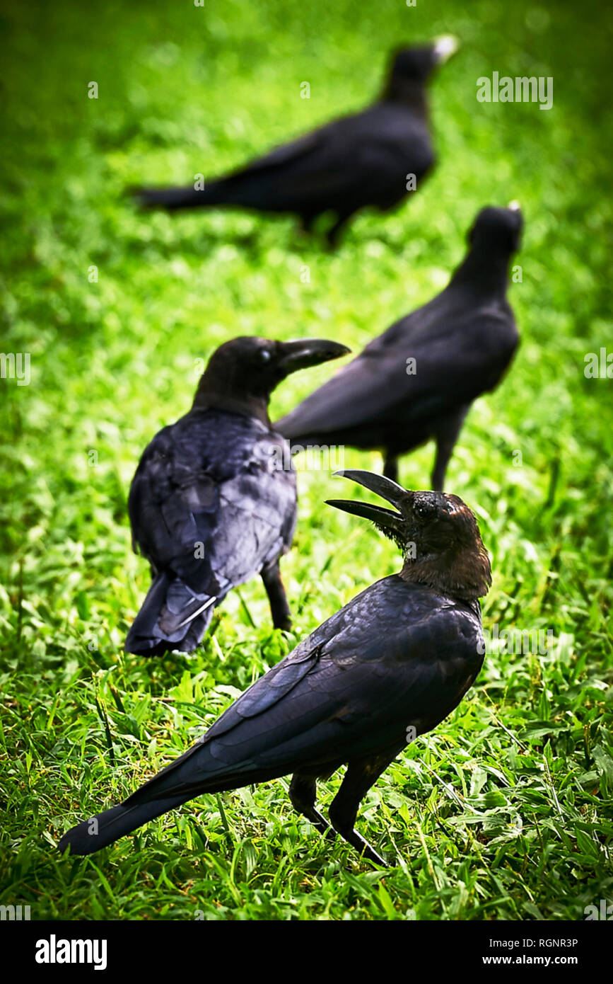 Closeup of four black crow birds at a grassy area in Lumpini Park in Bangkok, Thailand, standing in different distances from the camera Stock Photo