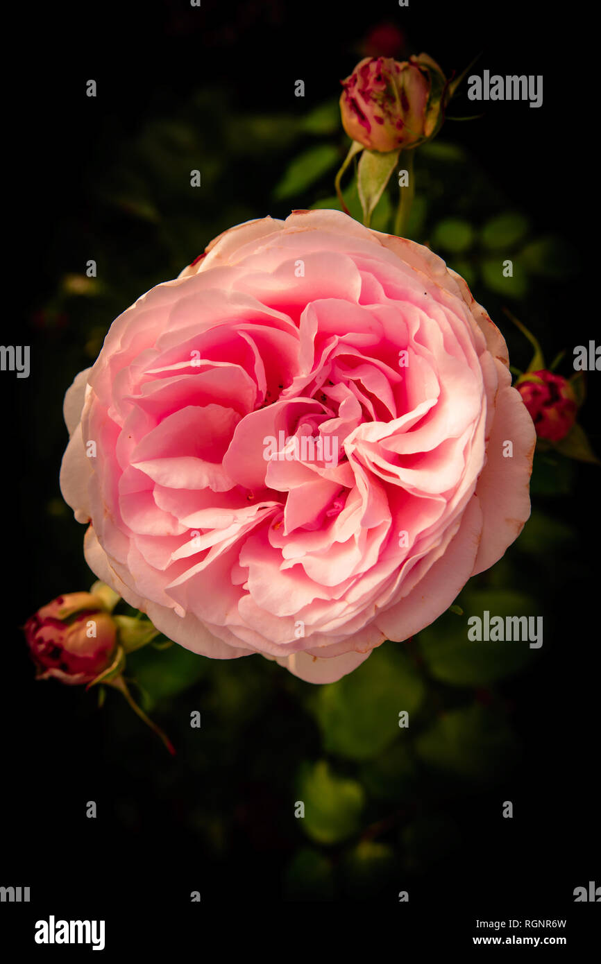 Pink Antique Rose Flower Stock Photos Pink Antique Rose