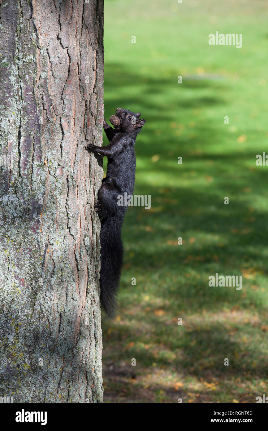 Black Squirrel climbing a tree Stock Photo Alamy