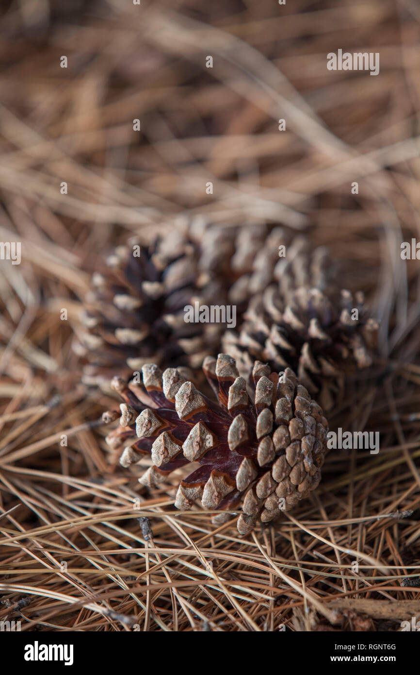 Conifer cone on the ground Windsor Ontario Canada Stock Photo