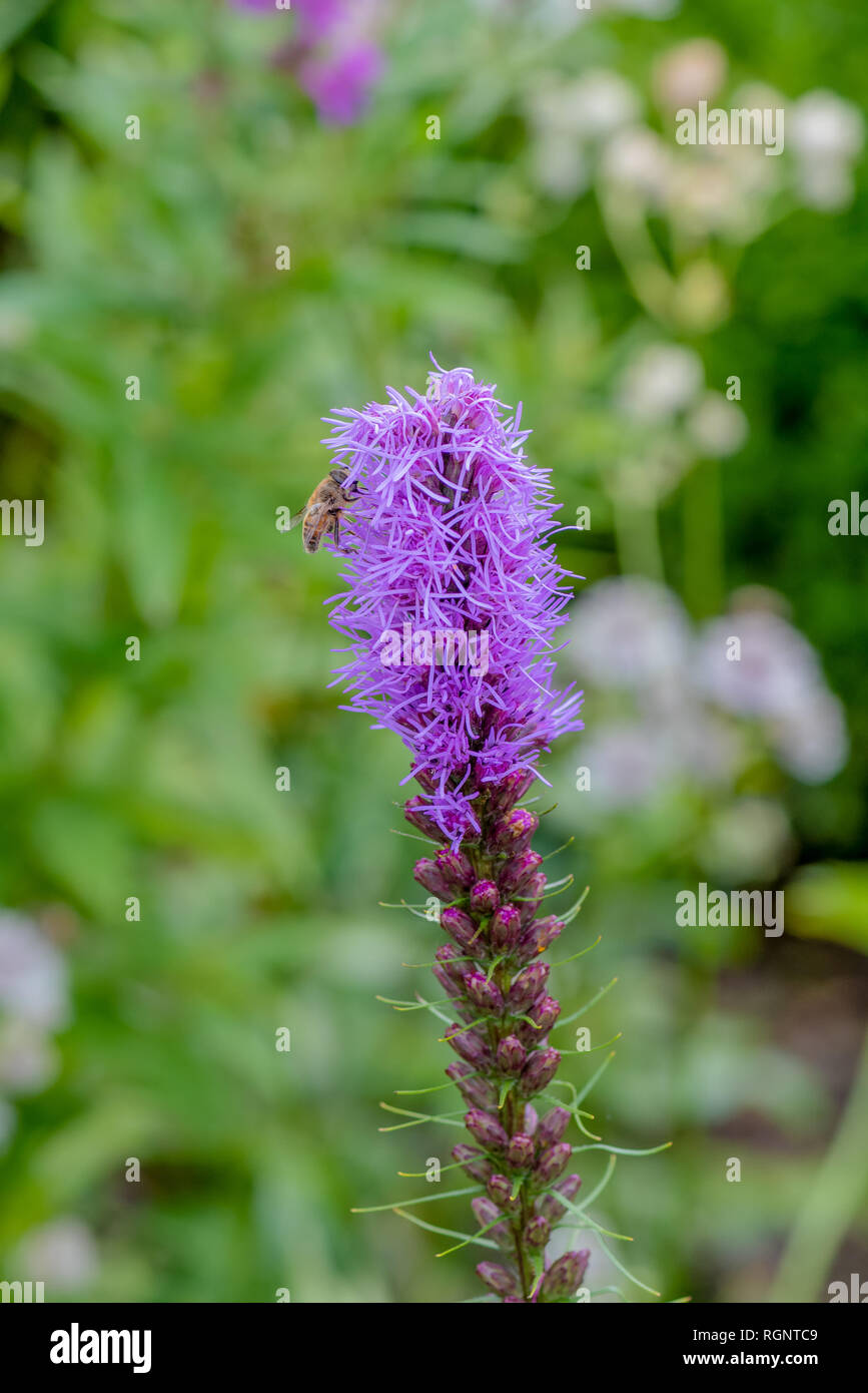 Color outdoor nature image of  a single violet liatris / blazing star blossom and a red phlox on natural garden meadow background with two bees Stock Photo