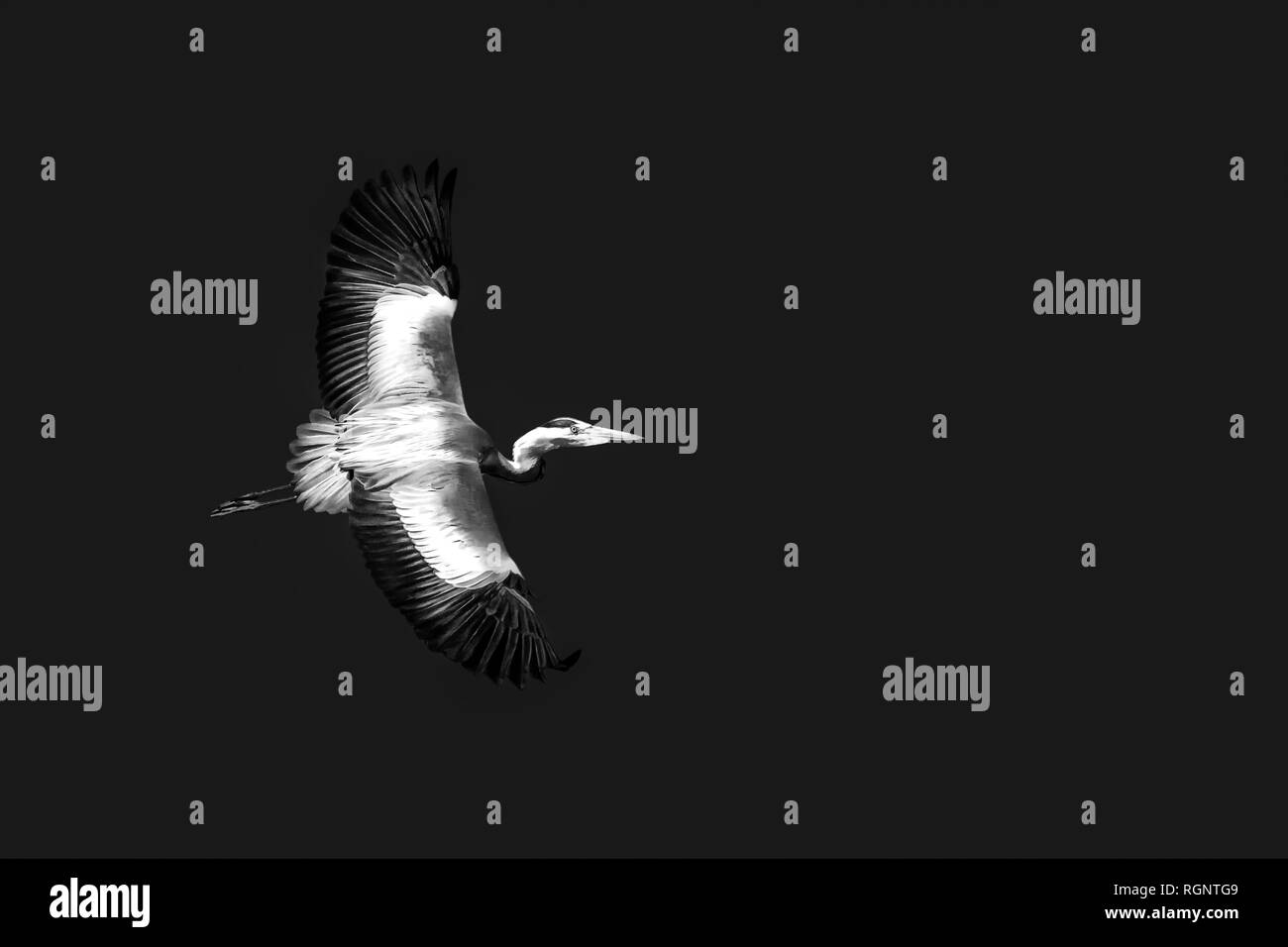 Artful low key monochrome image of a flying single isolated egret / heron on black background in graphical painting style  - night flight Stock Photo