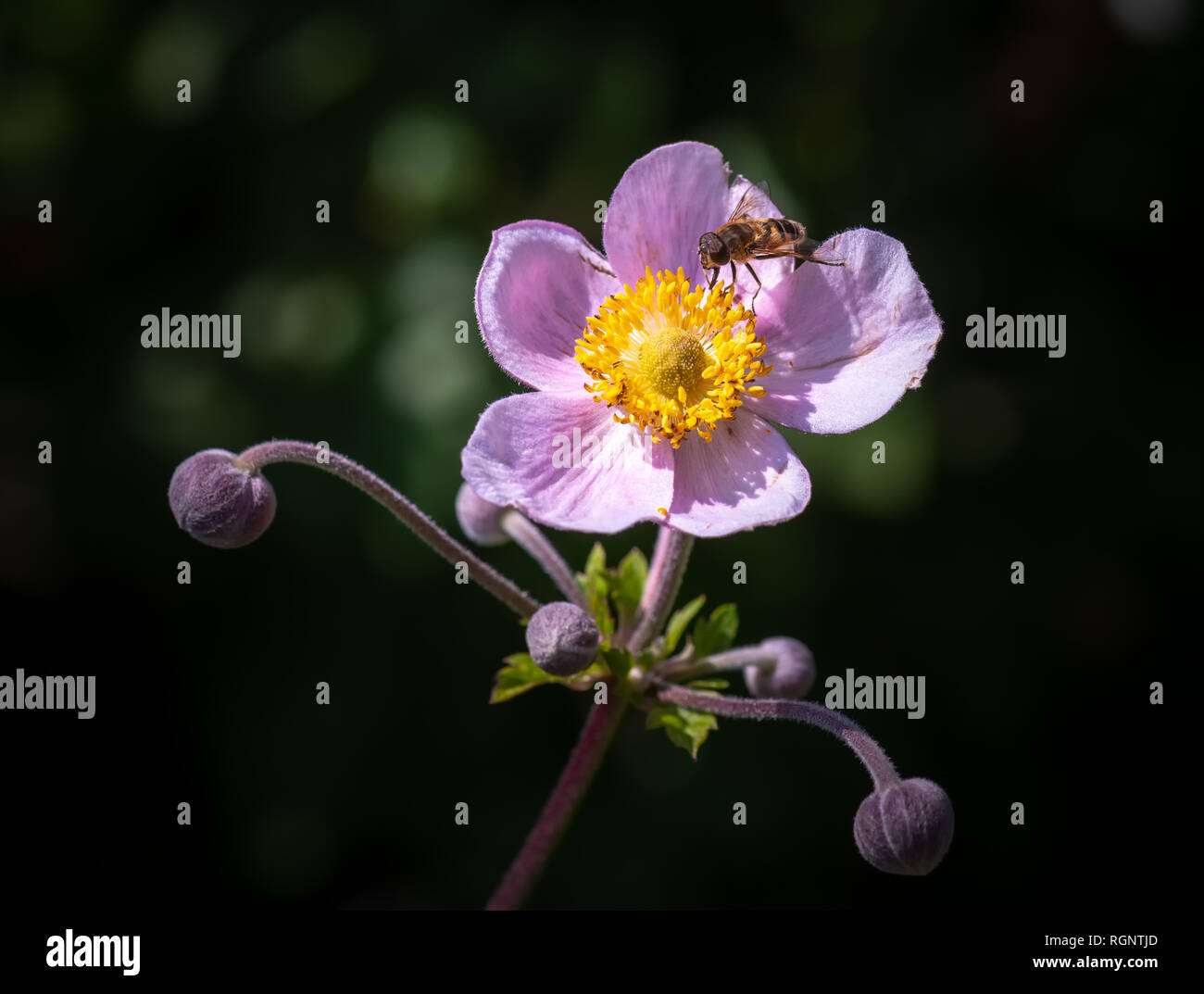 Color outdoor floral image of a single isolated blooming intense pink autumn anemone with buds taken on a sunny summer day with natural blurred back Stock Photo