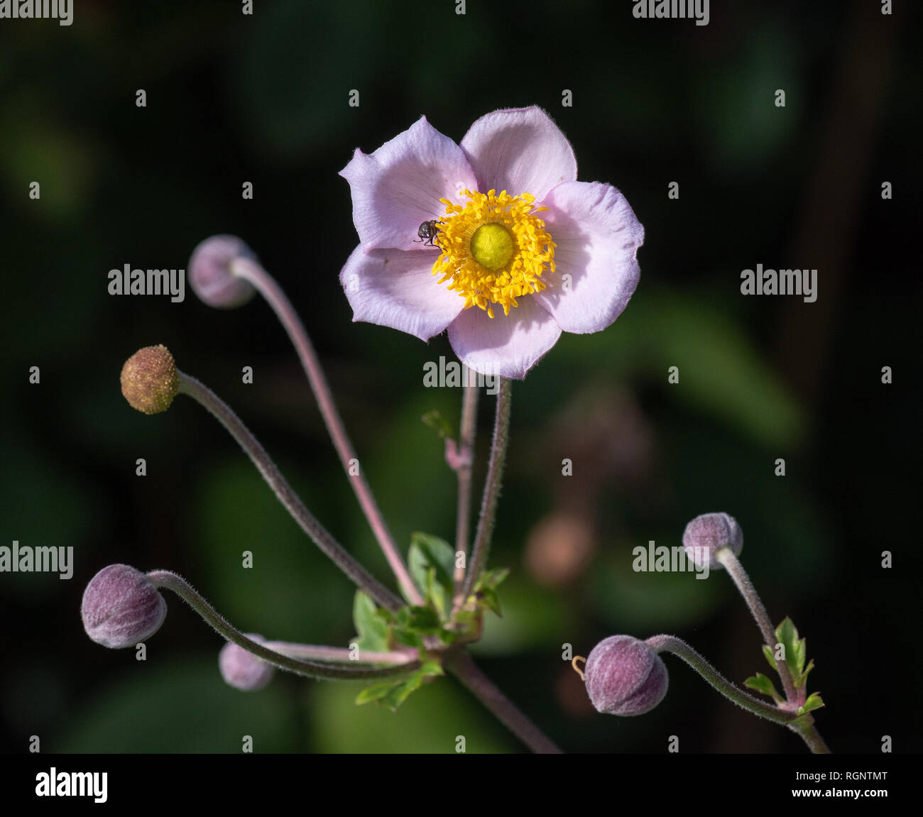 Color outdoor floral image of a single isolated blooming intense pink autumn anemone with buds,sunny summer day ,natural blurred dark background Stock Photo