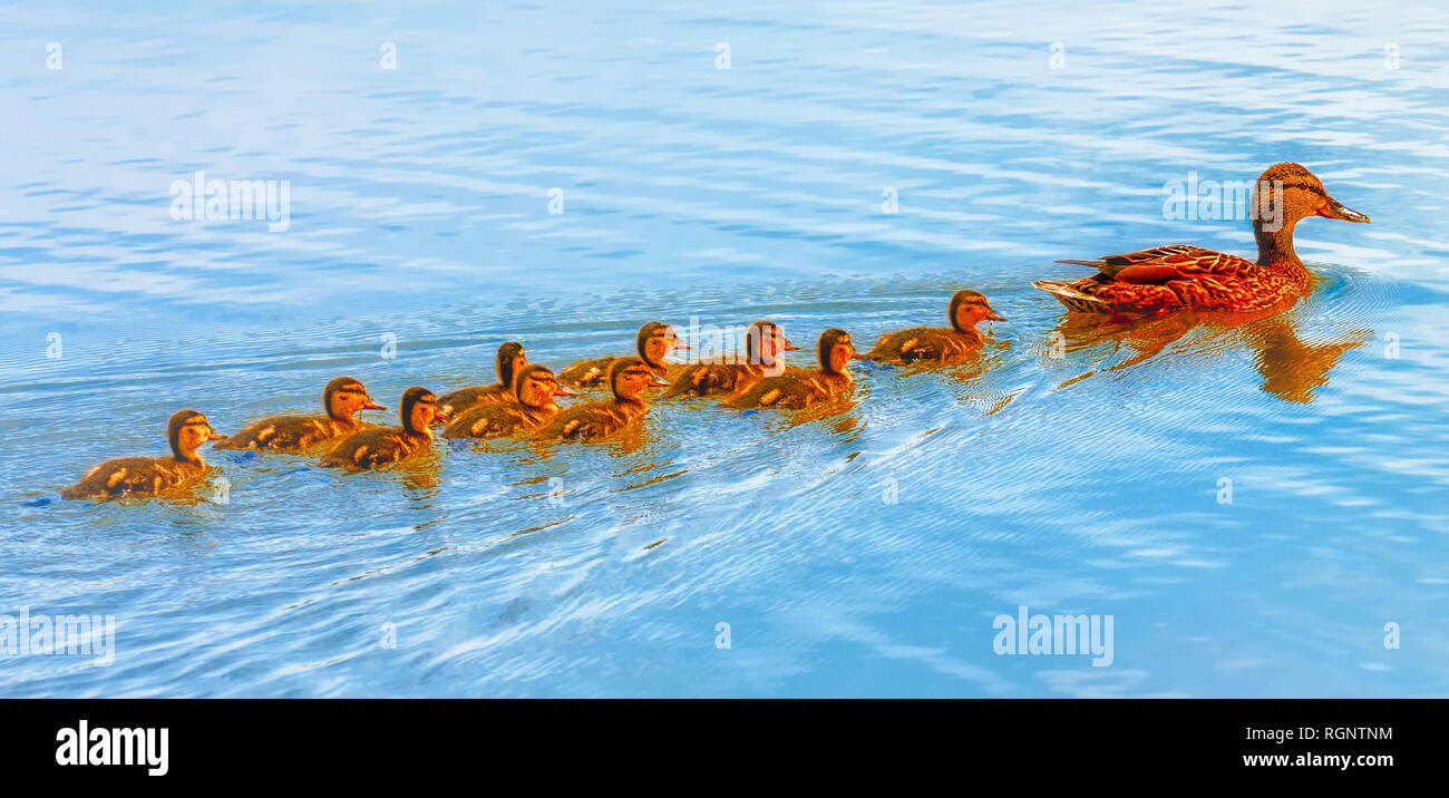 Ducklings Following Mother Stock Photos & Ducklings Following Mother
