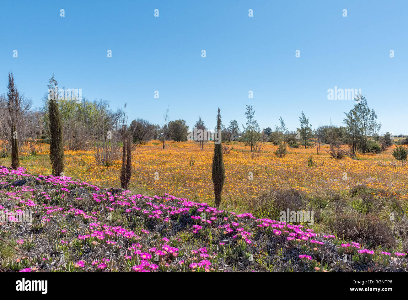 Wild flowers in Nieuwoudtville in the Northern Cape Province Stock Photo