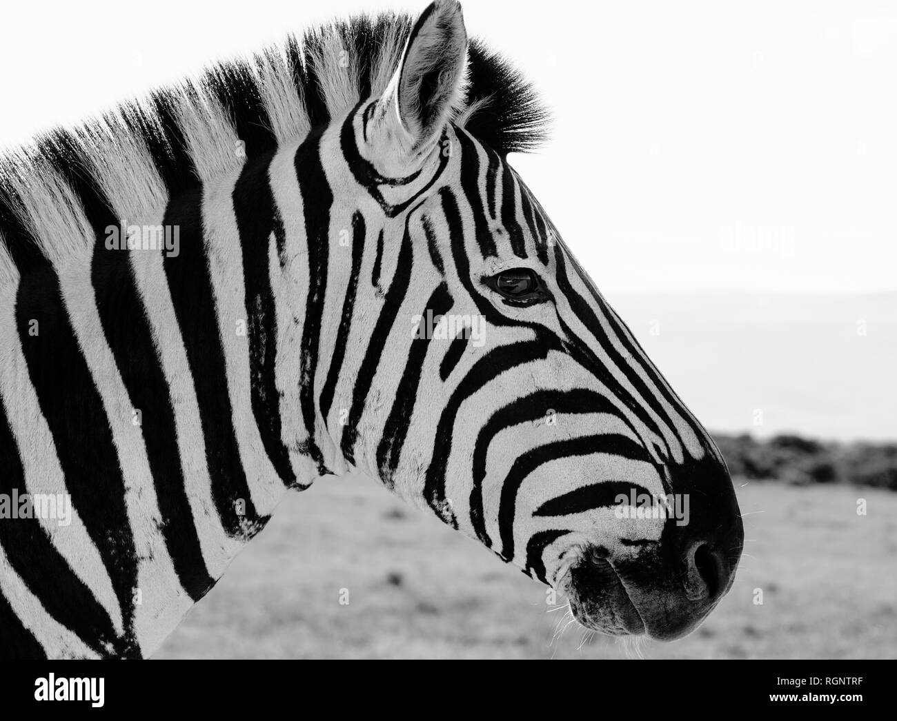 Zebra head side on hires stock photography and images Alamy