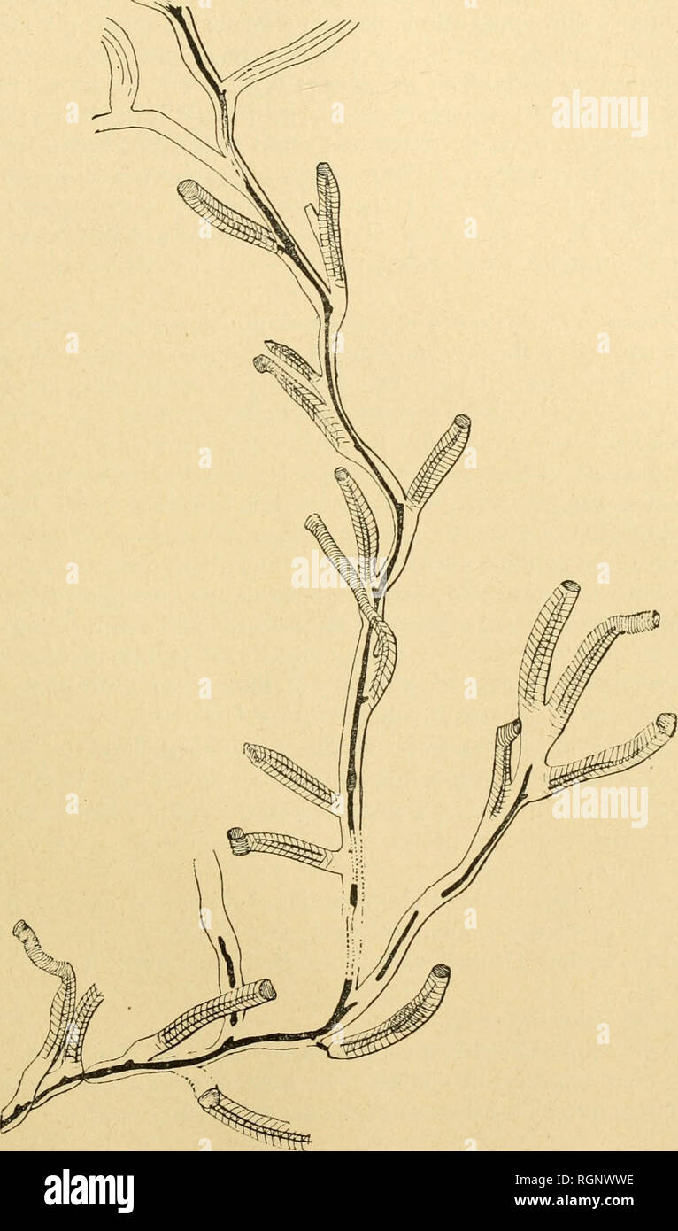 . Bulletin de la SociÃ©tÃ© zoologique de France. Zoology. SÃANCE DU 28 OCTOBRE 1890 181. Rhabdopleura Grimaldii J. JuUien. Portion d'une colonie dessinÃ©e Ã la chambre claire, grossie 16 fois.. Please note that these images are extracted from scanned page images that may have been digitally enhanced for readability - coloration and appearance of these illustrations may not perfectly resemble the original work.. SociÃ©tÃ© zoologique de France. Paris : La SociÃ©tÃ© Stock Photo