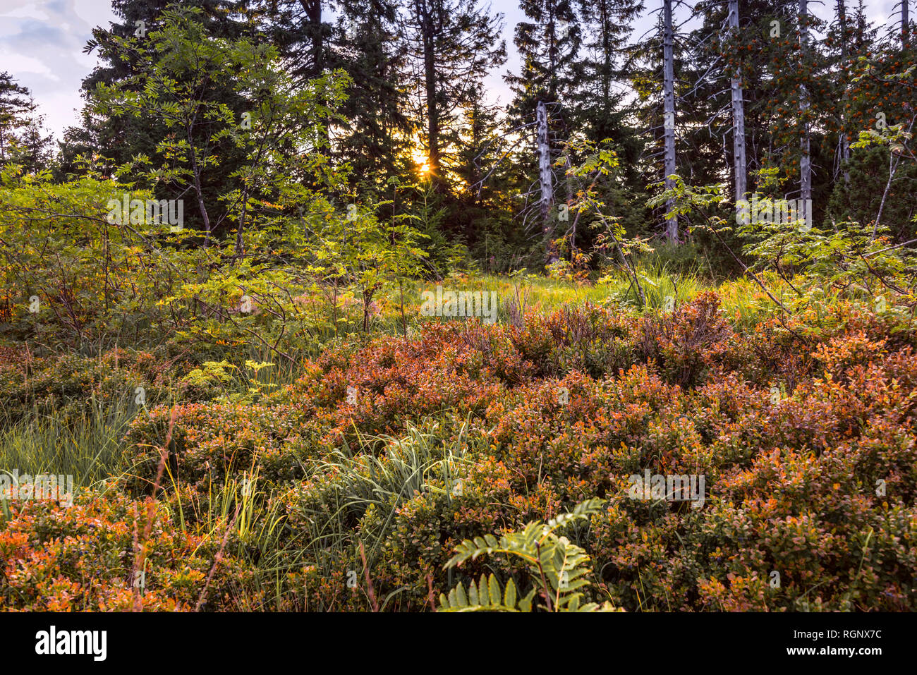 bilberry bushes of the Northern Black forest, mountain Schliffkopf, Germany, nature reserve with deadwood, windthrown trees Stock Photo