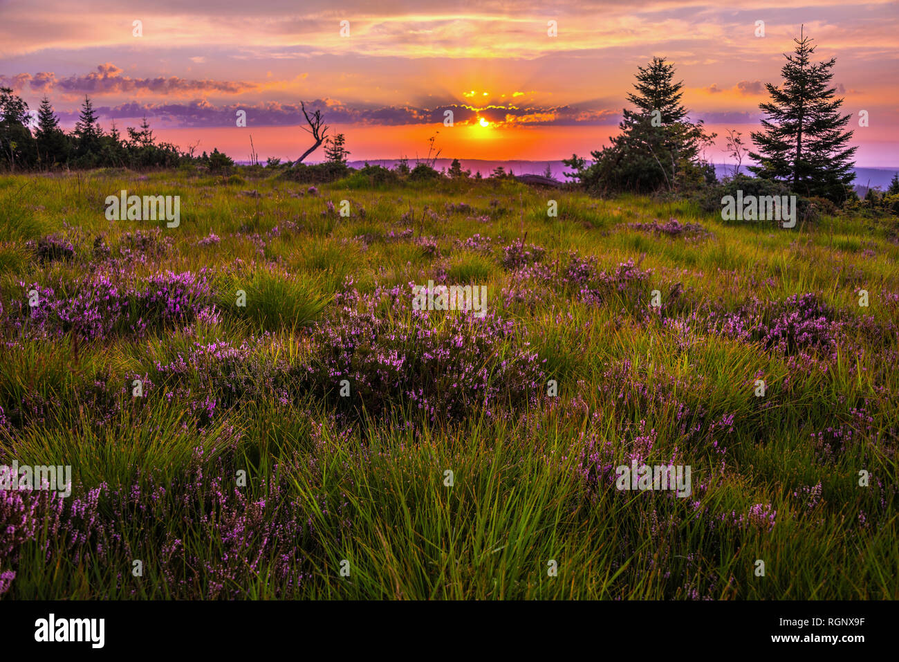 heather landscape at sunrise with blooming erica, Northern Black Forest, Germany, landform grinde, ridge of mountain Schliffkopf with Calluna vulgaris Stock Photo