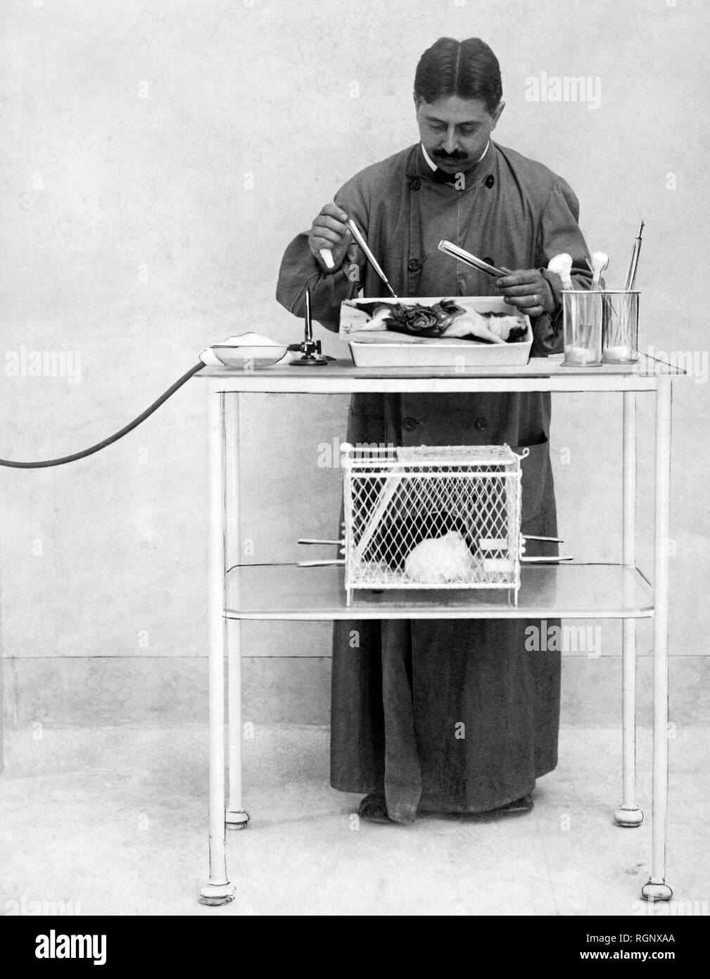 science, vivisection 1911 Stock Photo