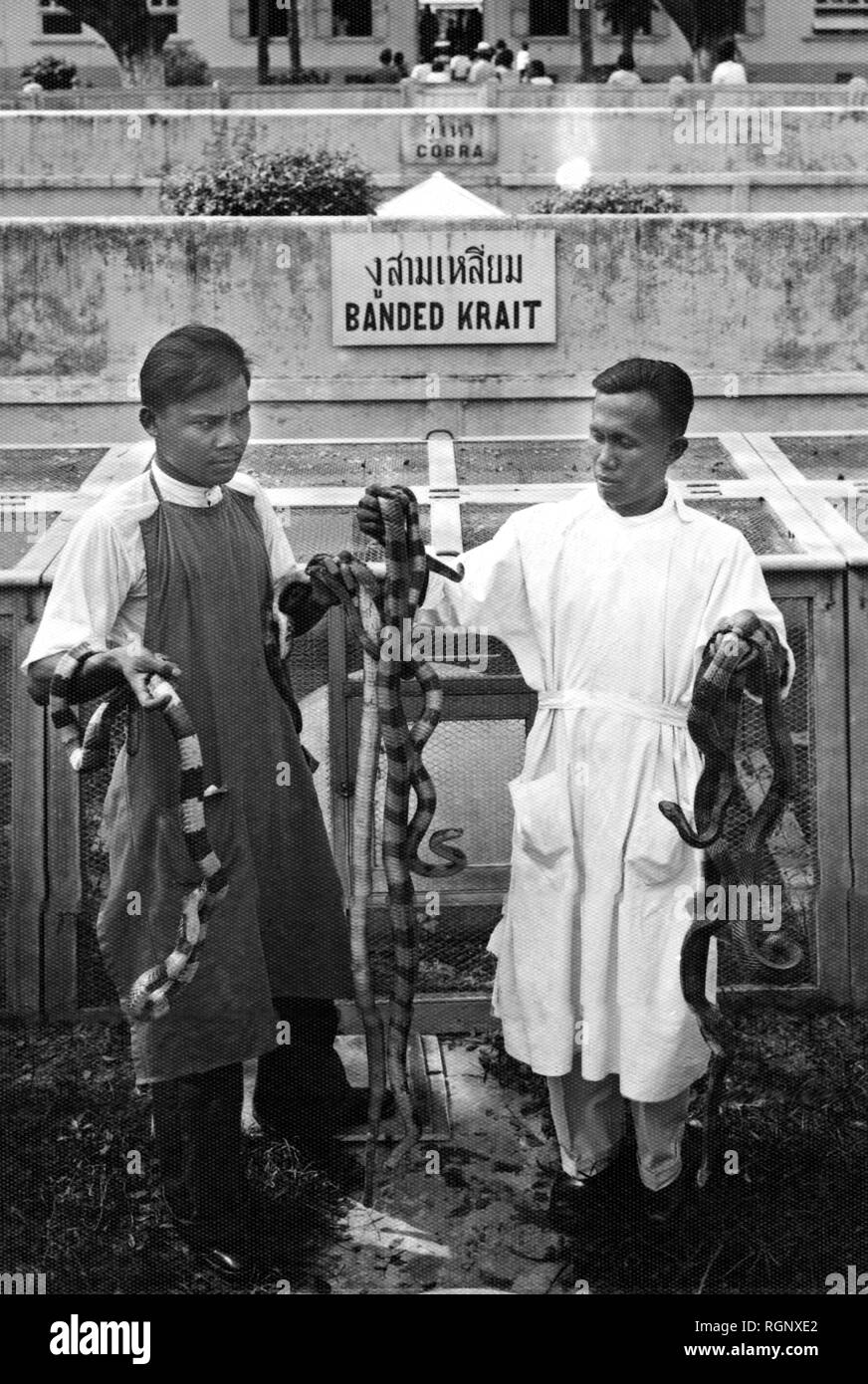 siam, thailand, bangkok, breeding of poisonous snakes for the extraction and research of vaccine venom, in particular the rabies vaccine, queen saovabha memorial institute, 1920-30 Stock Photo