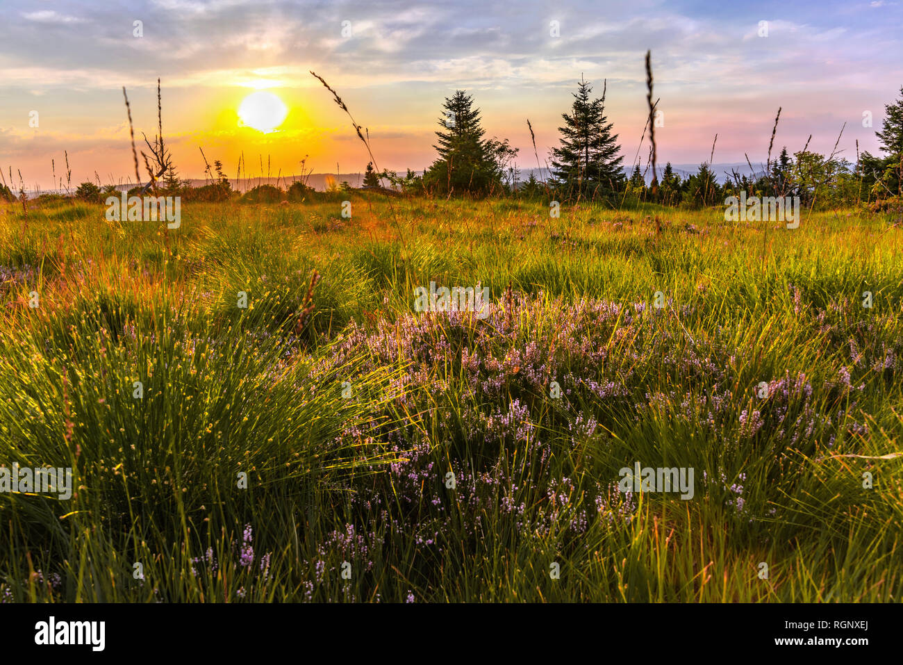 sunrise over deergrass and erica, Northern Black Forest, Germany, nature reserve, plants and blooming flowers of heather on mountain Schliffkopf Stock Photo