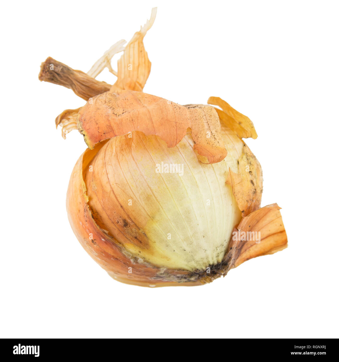 Bad onion 3d