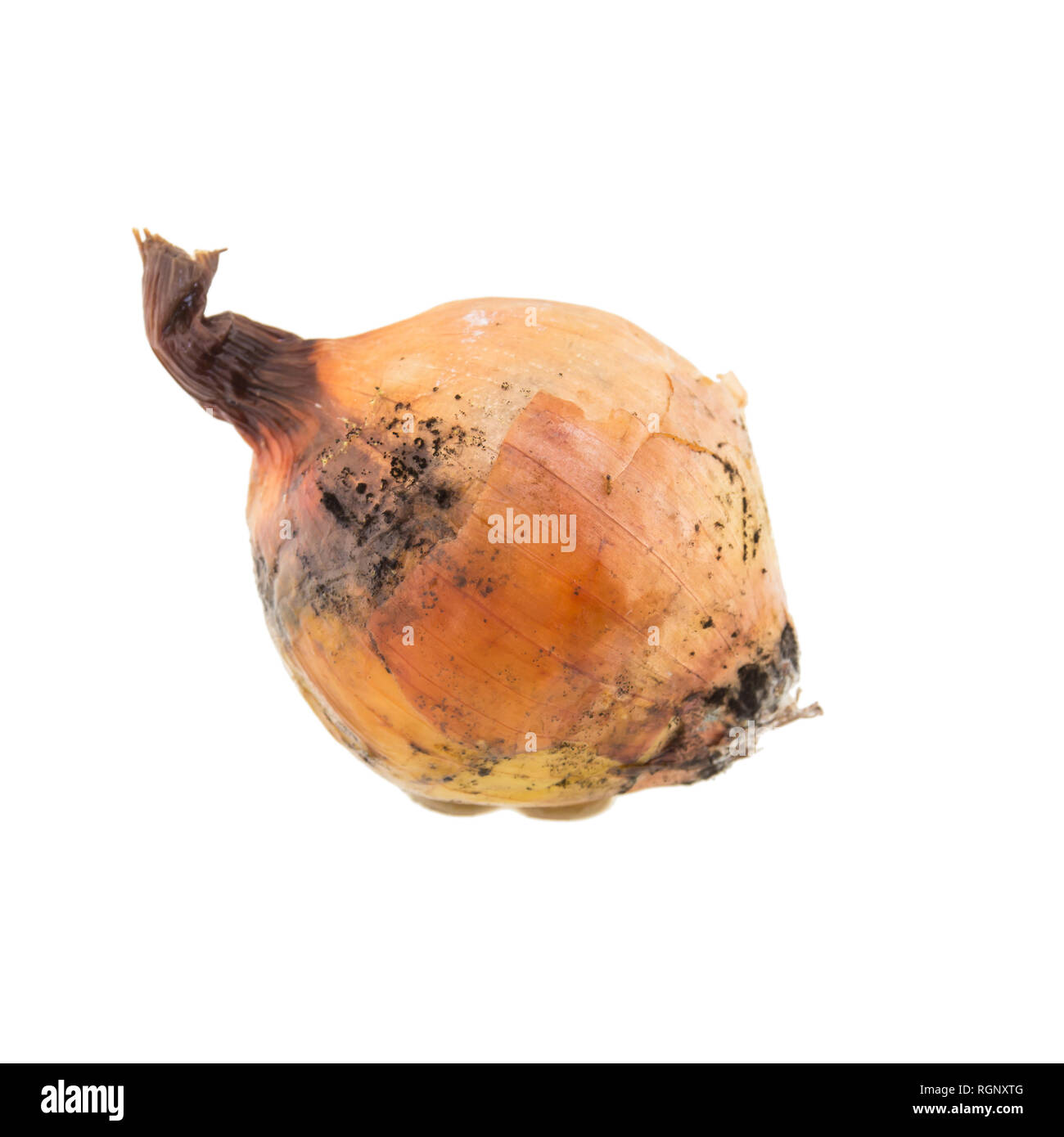 rotten onion isolated on white background Stock Photo Alamy
