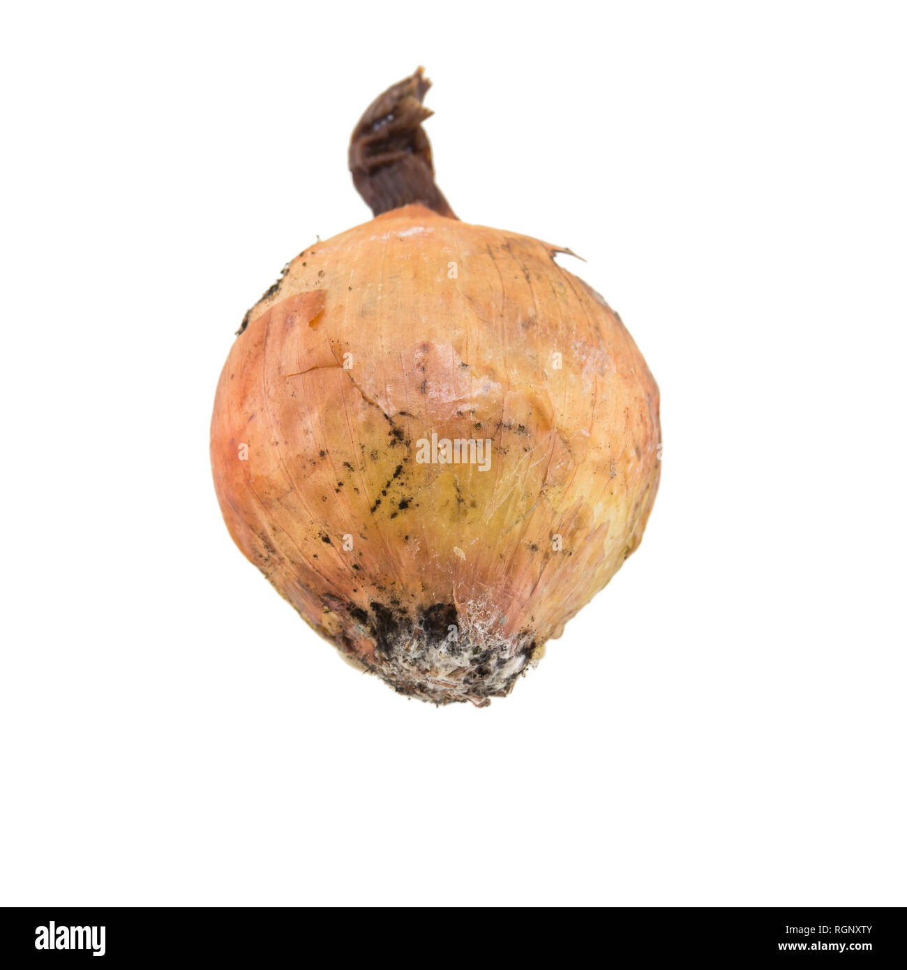 rotten onion isolated on white background Stock Photo Alamy