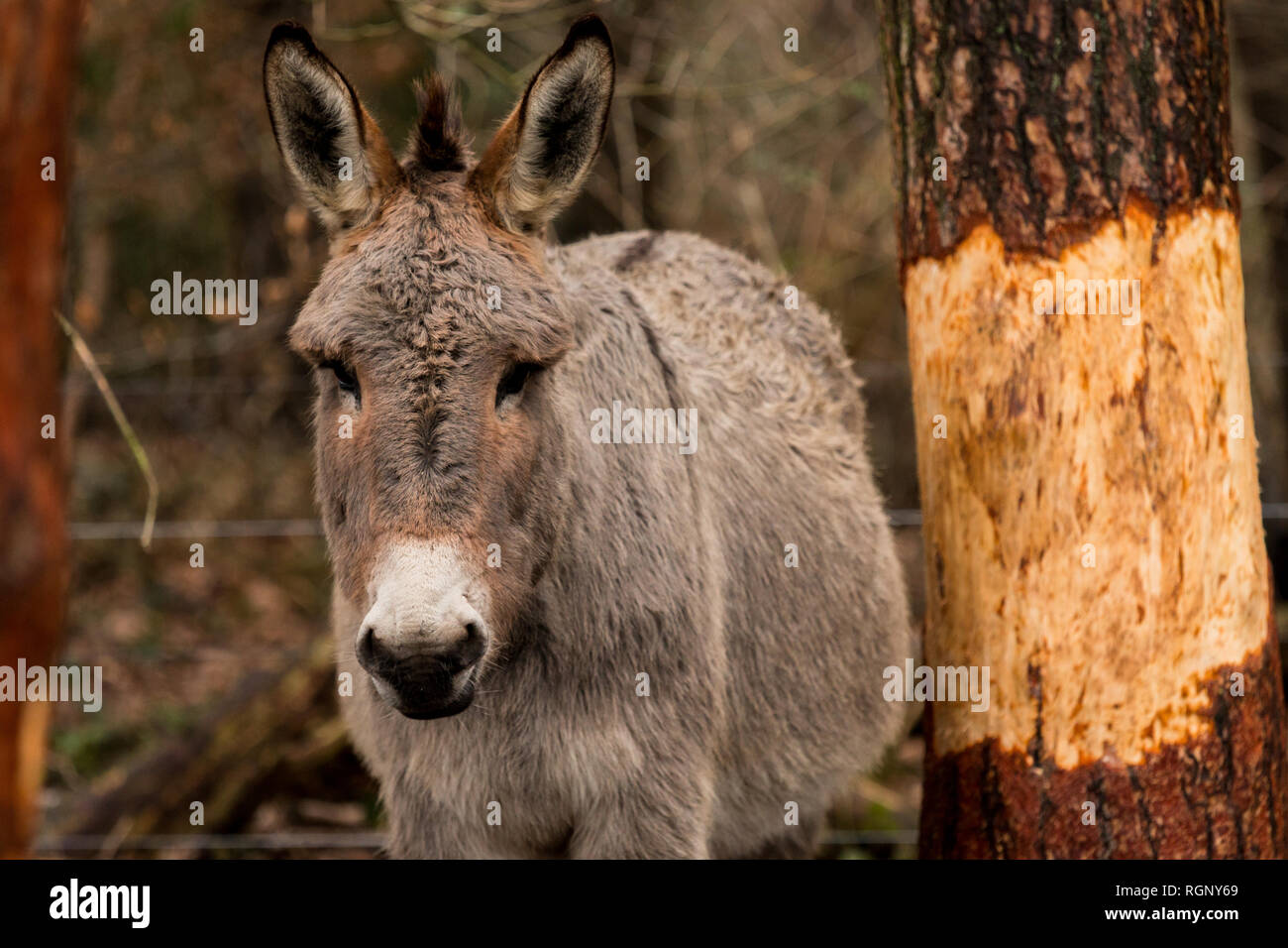 Esel im Naturschutzgebiet Stock Photo