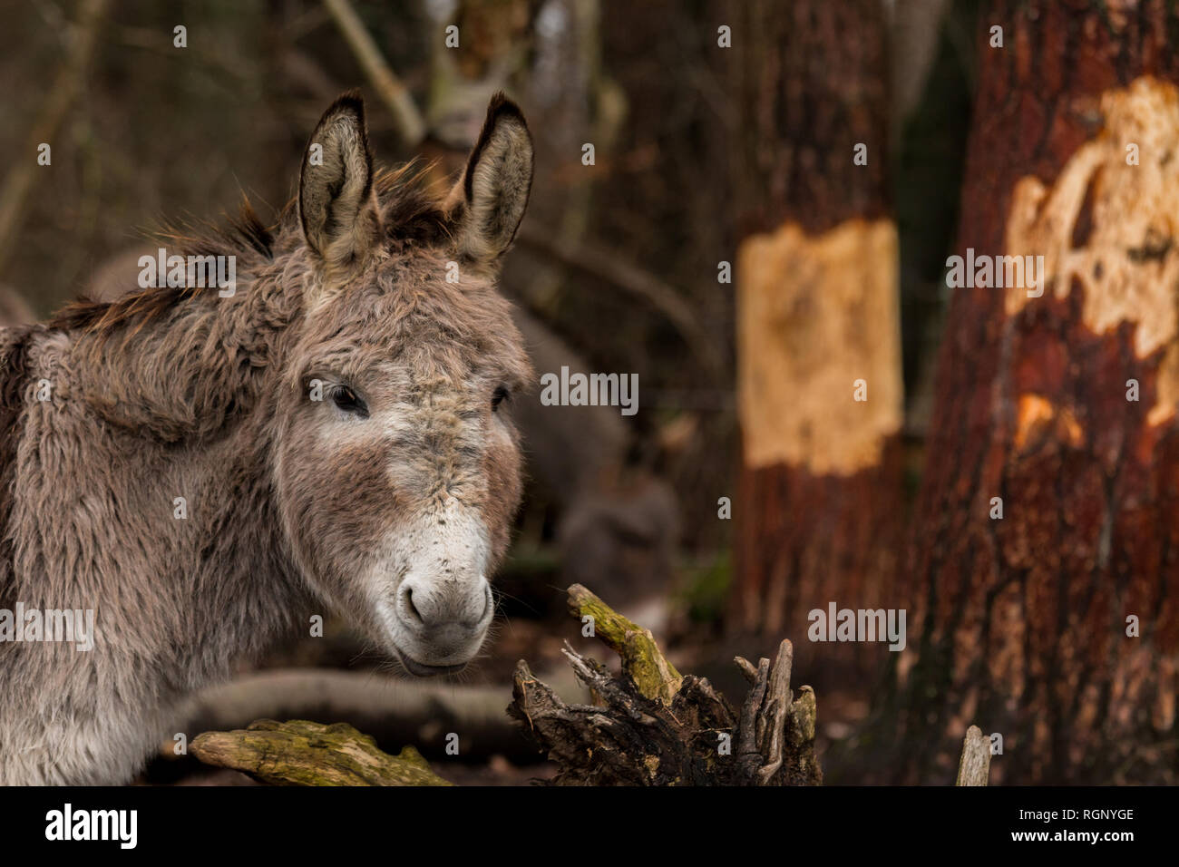 Kleiner Hausesel im Wald Stock Photo