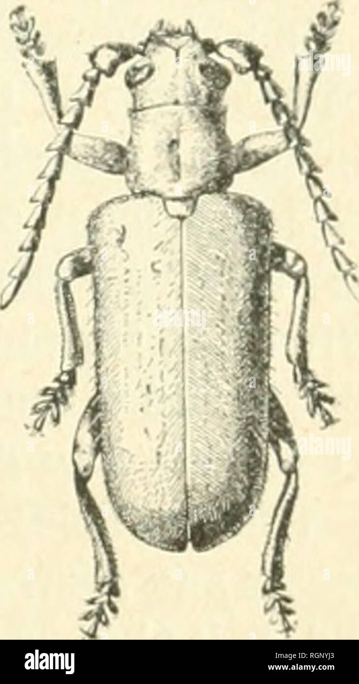 Bulletin De La Societe Entomologique De France Entomology Seance Du 24 Decembre 1912 Communications Description D Un Genre Nouveau Et D Une Espece Nouvelle De Cerambycides Col De Madagascar 403 Par P L Boppk