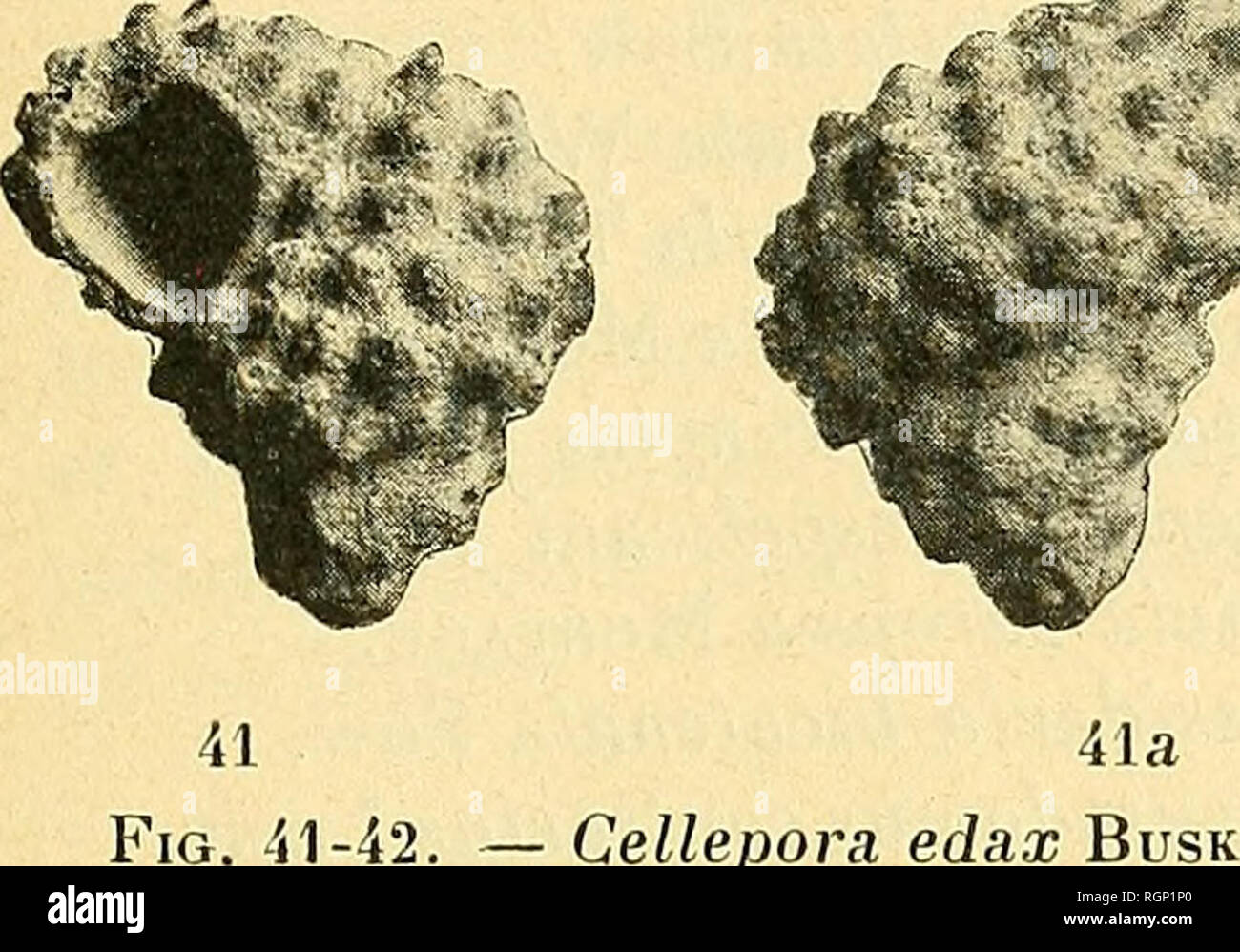 Bulletin de la SociÃ©tÃ© gÃ©ologique de France. Geology. ÃXC. A BUR&amp;HT  ET A ANVERS SOS Liste des espÃ¨ces rencontrÃ©es dans le Scaldisien^ pendant  les travaux de creusement de lÃ darse n&quot;