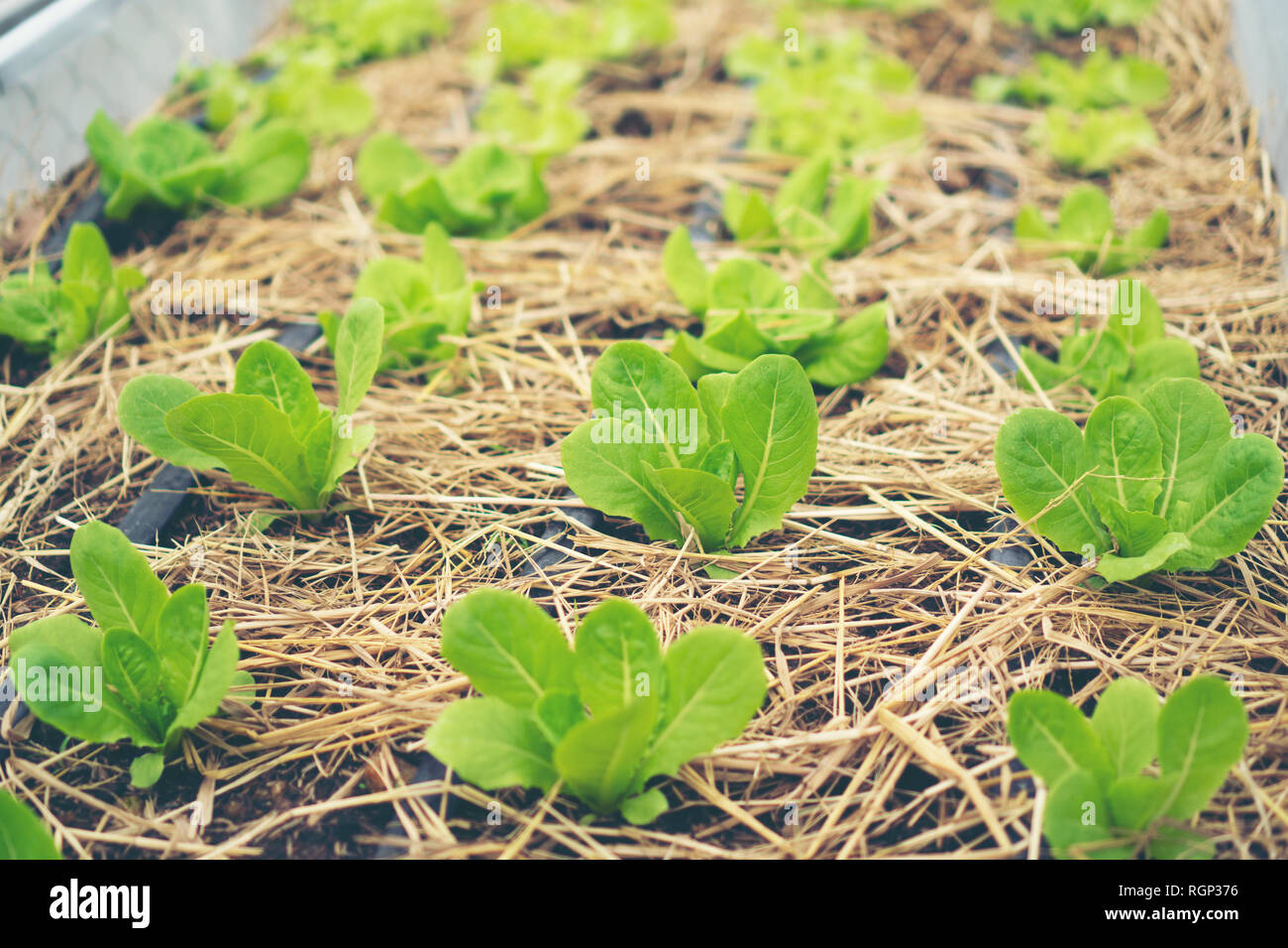 Technology for growing vegetables in greenhouses Stock Photo - Alamy