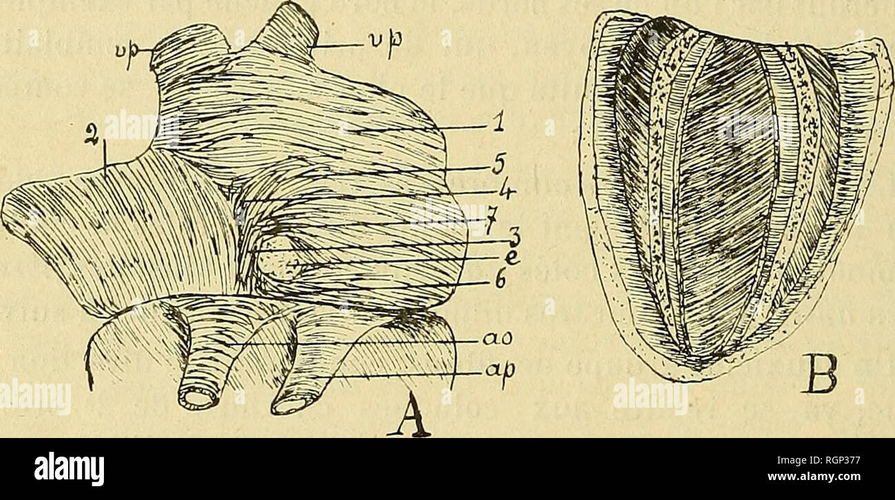 Coeur anatomie hi-res stock photography and images - Alamy, image size:1300x726
