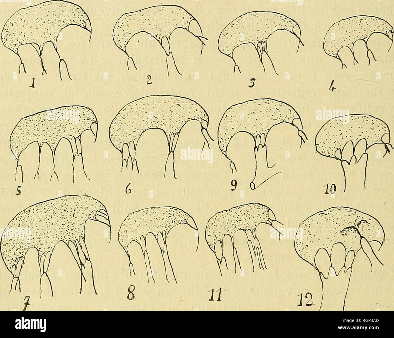 CAV Complet JB Mouton | PDF | Cardiopathie congénitale | Organe, image size:1300x1115