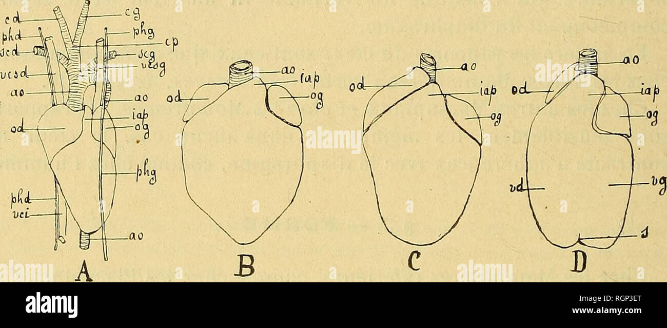 PPT - La circulation sanguine – séance 3 PowerPoint Presentation, free  download - ID:5301231, image size:1300x639