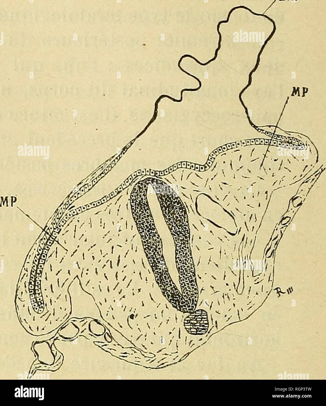 Aromalin, image size:1119x1390