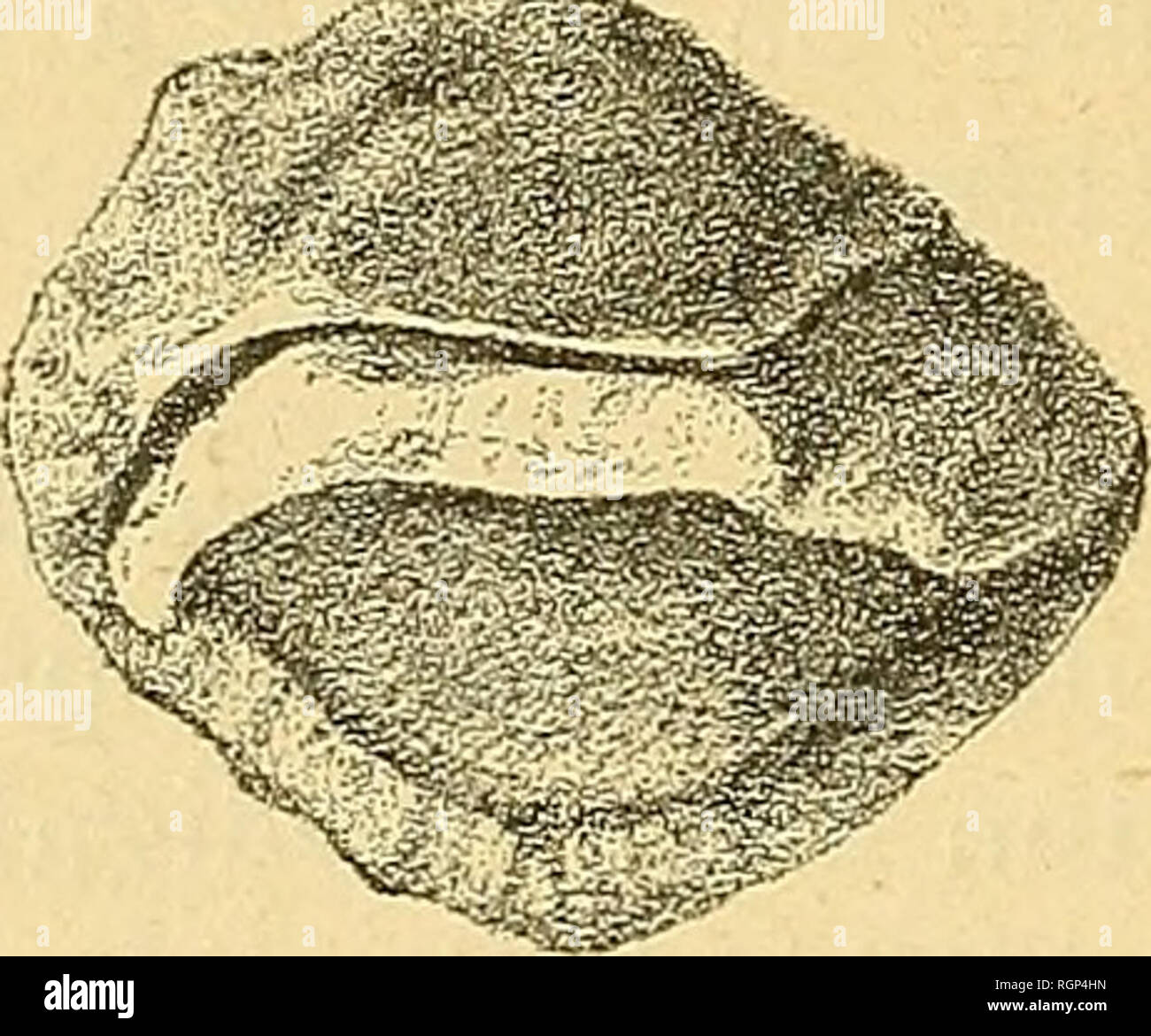 . Bulletin de la SociÃ©tÃ© gÃ©ologique de France. Geology. ^^ FiG. 50. â Otolithus [Sparidarnm) grega- rius KoKEN. Otolitho droit vu sur ses deuxfaces. Gieux fSaucats), Burdigalien. 7 mm. 5, hauteur (largeur) 6 mm. dorsal est dÃ©coupÃ©, la face externe prÃ©sente des rides (fig. al).. FiG. 51. â Otolithus [Sparidarum) gregariusKoKEJi. Otolithe gauche vu sur ses deux faces. Saint-Paul-de-Dax (moulin de Gabannes), Burdigalien. MÃªme espÃ¨ce. Un otolithe droit Ã face externe lÃ©gÃ¨rement bom- bÃ©e sur le bord ventral. Probablement de la mÃªme espÃ¨ce. 12Â° Salles (moulin DÃ©bat). HelvÃ©tien.. Plea Stock Photo
