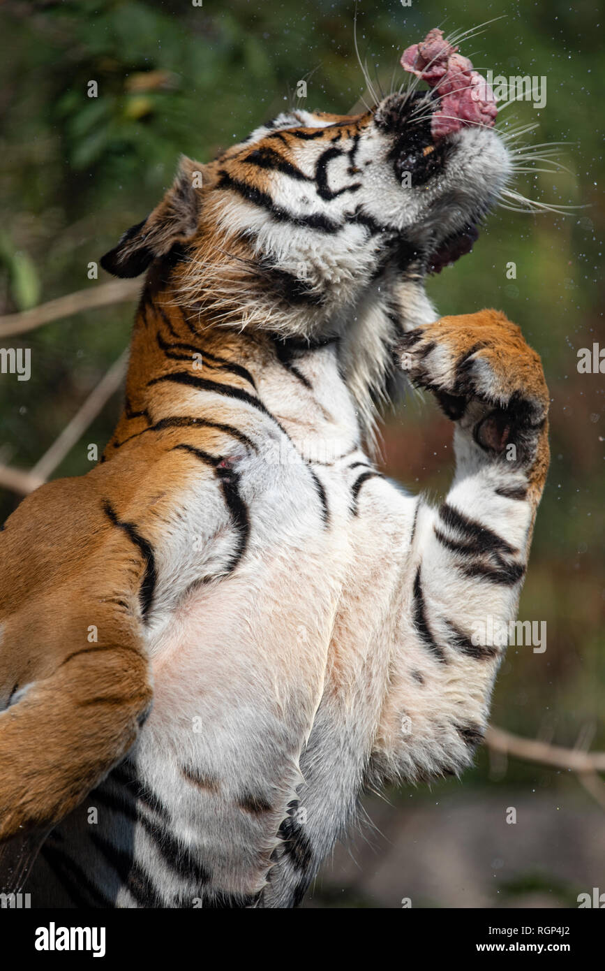 Tiger eating, Tiger is showing food hunting behavior in zoo Stock Photo