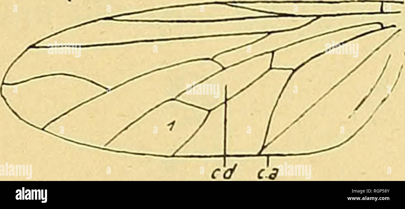 . Bulletin de la SociÃ©tÃ© gÃ©ologique de France. Geology. FiG. s. â Restauration de l'aile de Palseogeron veiustus Meunier. cd, Cellule discoÃ¯dale ; ca, cellule anale ; 1, 2, cellules postÃ©deures.. Fi(i. 9. âAile de Geron Mei.ien. cd, Cellule discoÃ¯dale; ca, Cellule anale ; /, Cellule postÃ©rieure. Les ailes de ce Bombylidse ont une envergure totale de 20 mm., la longueur du corps (visible) est de 7 mm. Elles sont assez larges Ã la base, comme c'est le cas chez les vrais Geron Meigen. Nervure mÃ©diastine plus visible que chez les Geron mais trÃ¨s voisine de .SÃ®/s^/'0/)izs Willistoni de la Stock Photo