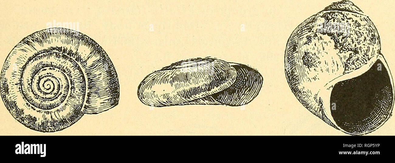 . Bulletin de la SociÃ©tÃ© gÃ©ologique de France. Geology. MOLLtsoutes M TOGA (cORSe) 243 Hyalinia Blauneri Kobelt, 1879, in Rossmiissler, Iconog., t. Vp. 31,1, pi. cLviii, fig. 1604. â Caziot, 1910, MoU. terr. et fluv. de Monaco et du dÃ©partement des Alpes-Maritimes, pi. iv, fig-. 3.3- 39. Hyalinia lathyri Mabille, 1869, Arch. MalacoL, p. 64 (fig. 2). Hyalinia fropidophora Mabille, 1869, Archives Malacoloff., 4&quot; fasc, p. 65. â â Paulucgi, 1882, Faune terr. et fluv. Sardaigne, p. 21, pi. I, fig. 5. Hyalinia obscurata Kobelt. Gont. Rossmassler, 1879, Iconog., IV, p. 22, pi. cLvi, fig. 158 Stock Photo