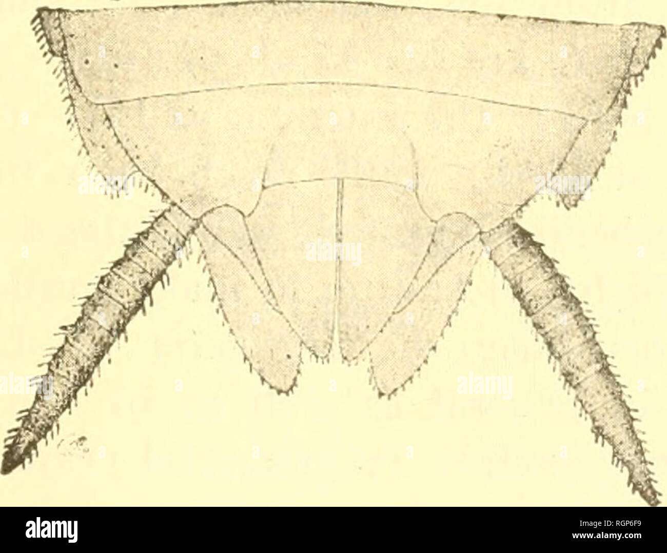 americana female hires stock photography and images Alamy