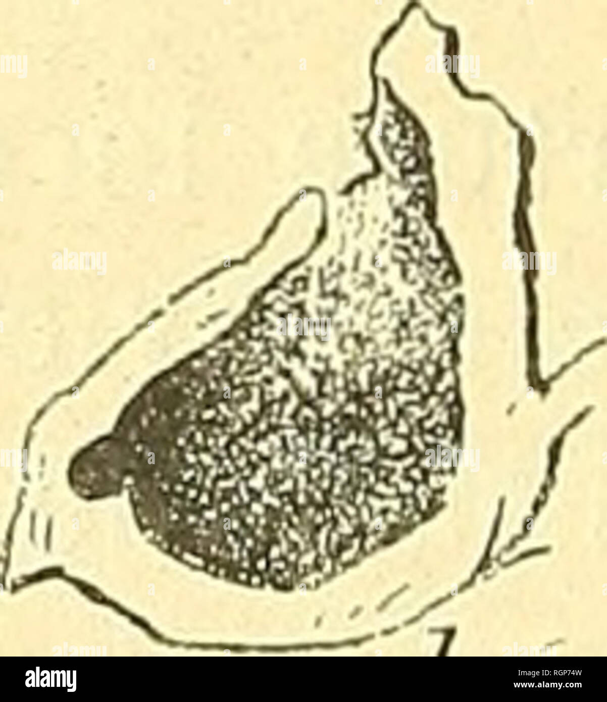 . Bulletin de la Société géologique de France. Geology. Fig. 64. — Murinopsia J. Jullien. — Type : M. Francqana (d'Orb.) (d'après Beis- sel) ; a. zoécie vue de face ; b, zoécie vue de profil ; c, zoécie vue de dos ; d, coupe dans une zoécie. M. Francqana d'Orb. 1851. Multescharipora Francqana d'Orb. Loc. cit., p. 497, pi. 734, fig. 6-8. 1865. Semiescharipora galeata Beissel. Bry. Aach. K. p. 55, pi. 6. fig. 70-75, pi. 7, fig. 76. 1887. Lagodiopsis Francqana Marsson. « Rûgen », p. 100. La = 0,07 Zoécie 1^^ = 0,64-0,71 la = 0,14 l Iz = 0,42 Ouverture. Please note that these images are extracted  Stock Photo