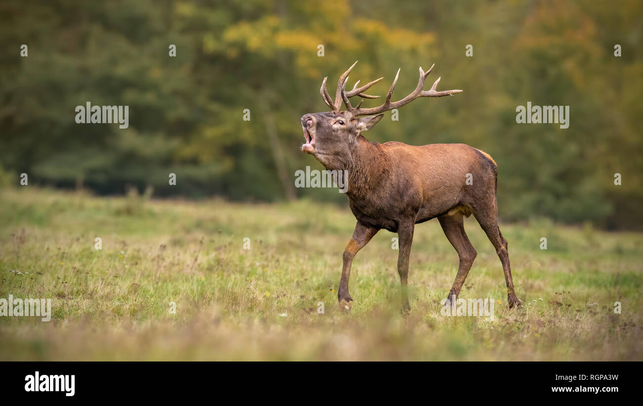 Red deer, cervus elaphus, stag roaring during rutting season in autumn. Stock Photo