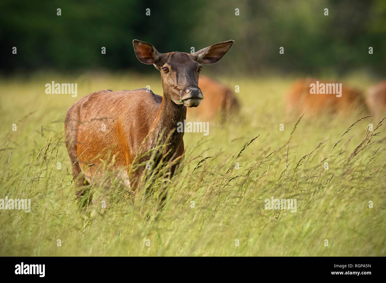 Red deer hind in summer with herd in background Stock Photo