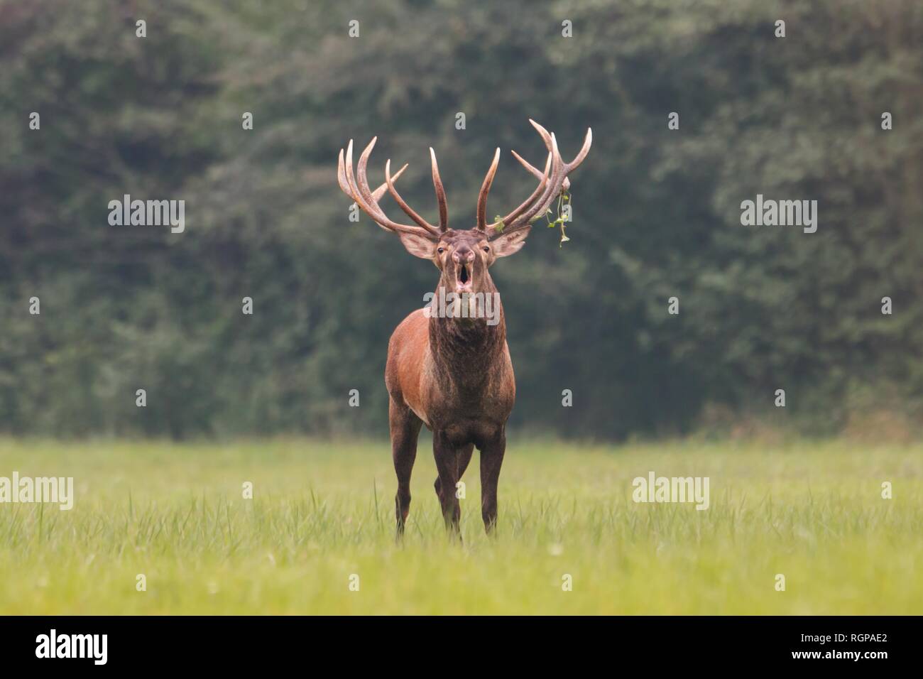 Red deer, cervus elaphus, stag roaring in mating season Stock Photo