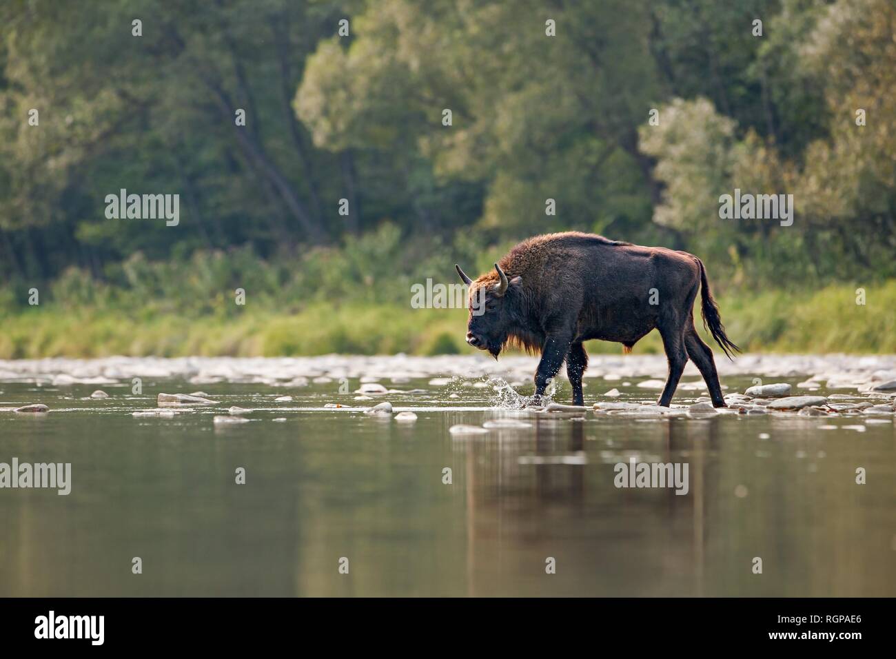 Bull of european bison, bison bonasus, crossing a river Stock Photo