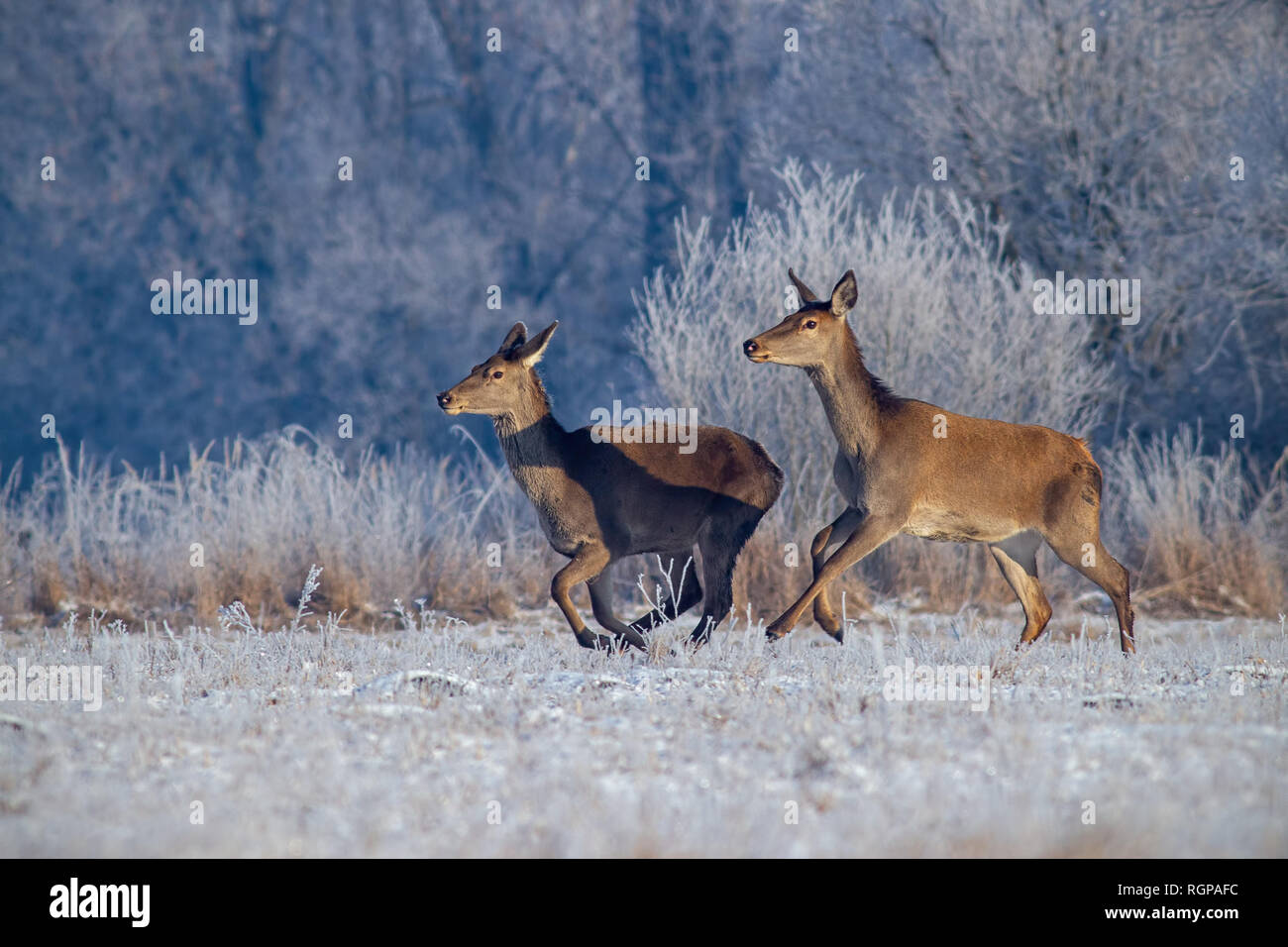 Red deer, cervus elaphus, running on meadow with frost covered grass in winter. Stock Photo