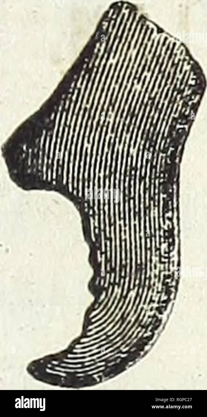 Kerbl hi-res stock photography and images - Alamy, image size:691x1390