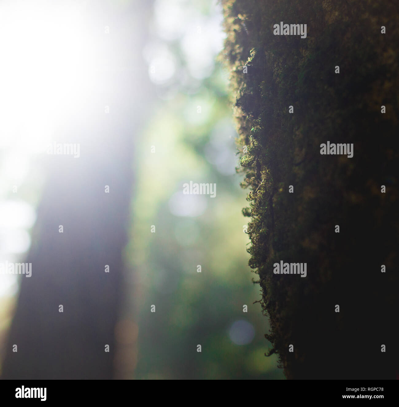 High green trees in forest in summer Stock Photo - Alamy