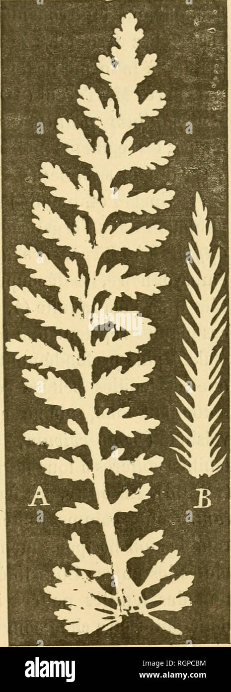 . Bulletin de la SociÃ©tÃ© royale de botanique de Belgique. SociÃ©tÃ© royale de botanique de Belgique; Botany. 557 laea Tournefortii III, 40) que chez le Ptarmica alpina III, 4-2). La diffÃ©rence est plus manifeste encore, lorsqu'on compare Achillaea Millefolium et Ptarmica vulgaris. La com- paraison du SambÃ®icus nigra et de sa variÃ©tÃ© laciniata fournit des conclusions analos;ues. * Le mode de dÃ©veloppement de la feuille est donc dÃ©terminÃ© par la forme de la feuille adulte bien plutÃ´t que par la forme ancestrale, ce qui exclut natu- rellement toute idÃ©e de rÃ©capi- tulation. Il y a pou Stock Photo