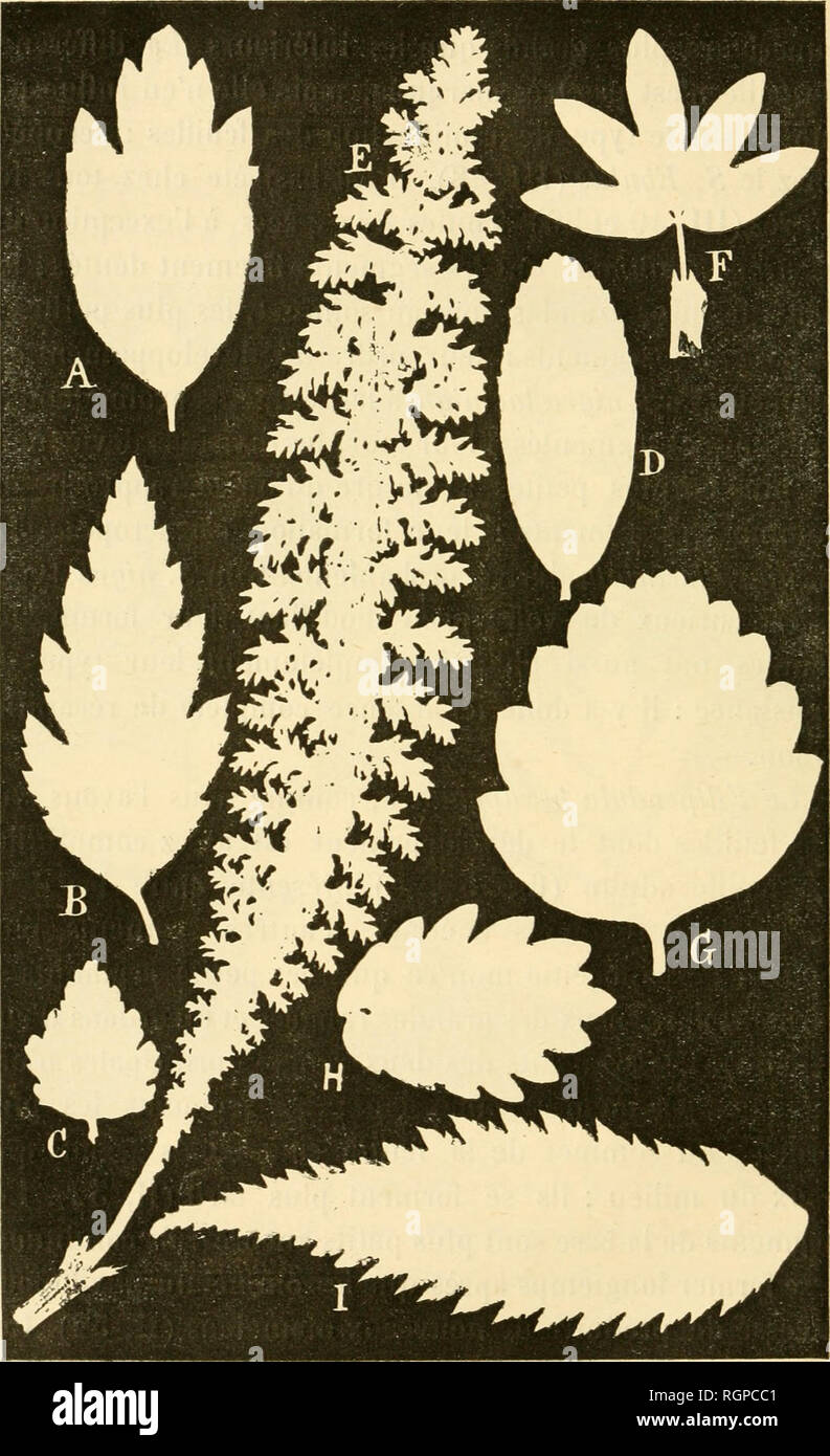 . Bulletin de la Société royale de botanique de Belgique. Société royale de botanique de Belgique; Botany. Fig. 53. — A. Spiraea chamaedryfoîia. — B. Sp. chamaedryfolia nlmifoNa. — C. Sp. bullaia.  D. Sp. Douglasi. — E. Filipendula hfxapetata. {Sp, Filipendula). — 'F. Potentilla fruficosa. — G. Eolodiscus discolor {Sp. ariaefolia). — H. Agri' monta Eupaioria (segment du premier degré). — I. Sorbaria sorbifolia (Sp. sorbifolia), (segment du premier degré), (i/i). — (Photographies directes de feuilles).. Please note that these images are extracted from scanned page images that may have been dig Stock Photo