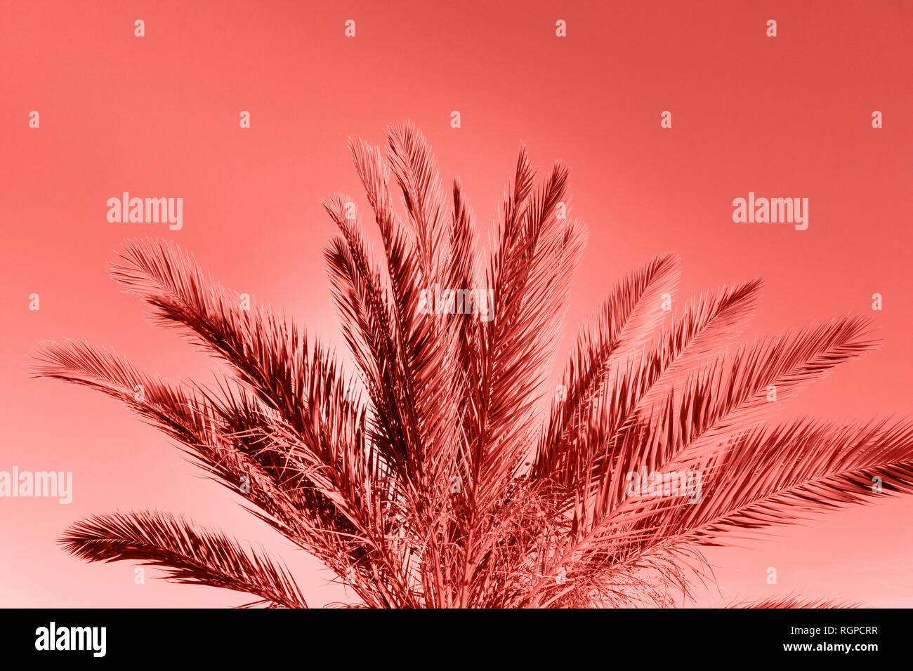 LIVING CORAL. Color of the year 2019 concept. Living coral 2019 paint texture. Pink background