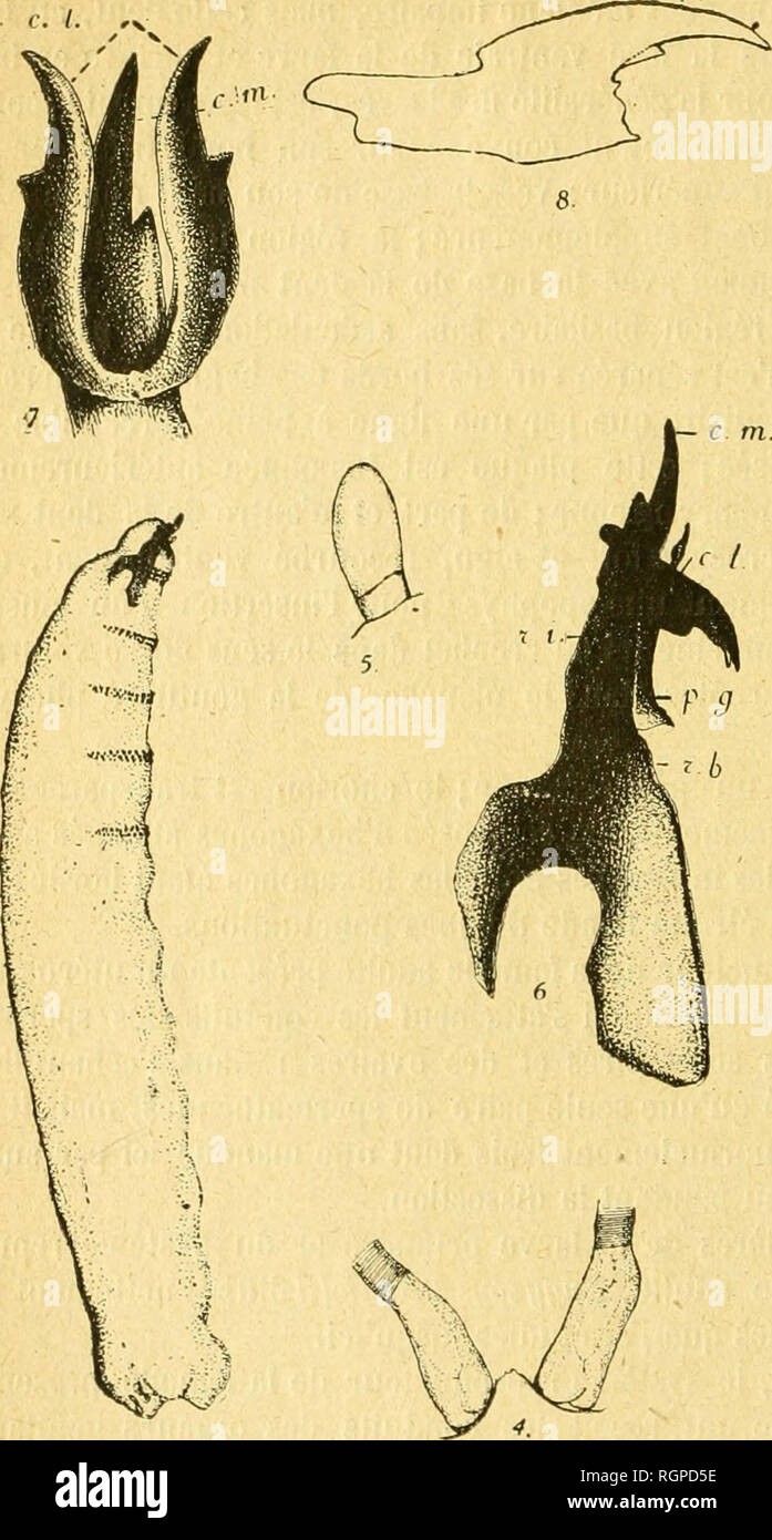 . Bulletin de la SociÃ©tÃ© entomologique de France. Entomology. 30 Bulletin de la SociÃ©tÃ© entomologique de France.. Fig. 3. Larve primaire d'Engijzops Pecchiolii, vue de cÃ´tÃ©, X 35^ â fig. 4. Stigmates postÃ©rieurs et chambres feutrÃ©es, x 140; â fig. 5. Organe antennaire, x 875; â fig. 6. Appareil buccopharyngien, vu de cÃ´tÃ©, x 445 ; c. l., crochet latÃ©ral; c. m., crochet mÃ©dian; p. g., plaque de la glande salivaire; r. b., rÃ©gion basilaire; 7 i., rÃ©gion intermÃ©diaire; âfig. 7. ExtrÃ©mitÃ© antÃ©- rieure de l'appareil buccopharyngien, vue du dessus, X 475; c. l., crochets latÃ©raux Stock Photo