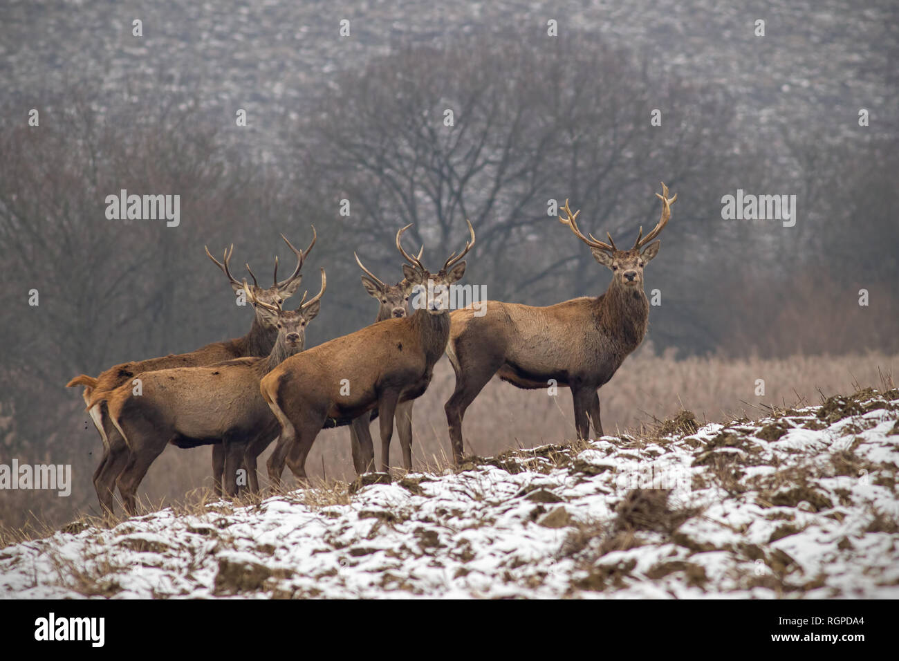 Herd of red deer stags in winter with antlers Stock Photo