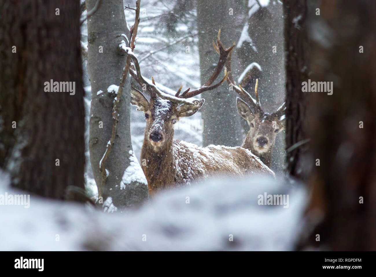 Two red deer stags in winter forest with snow Stock Photo